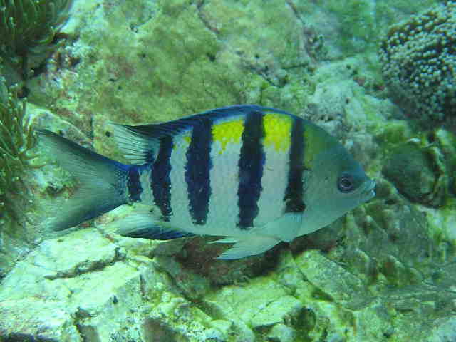 http://www.sword-fish1.com/news/oyabittya.jpg