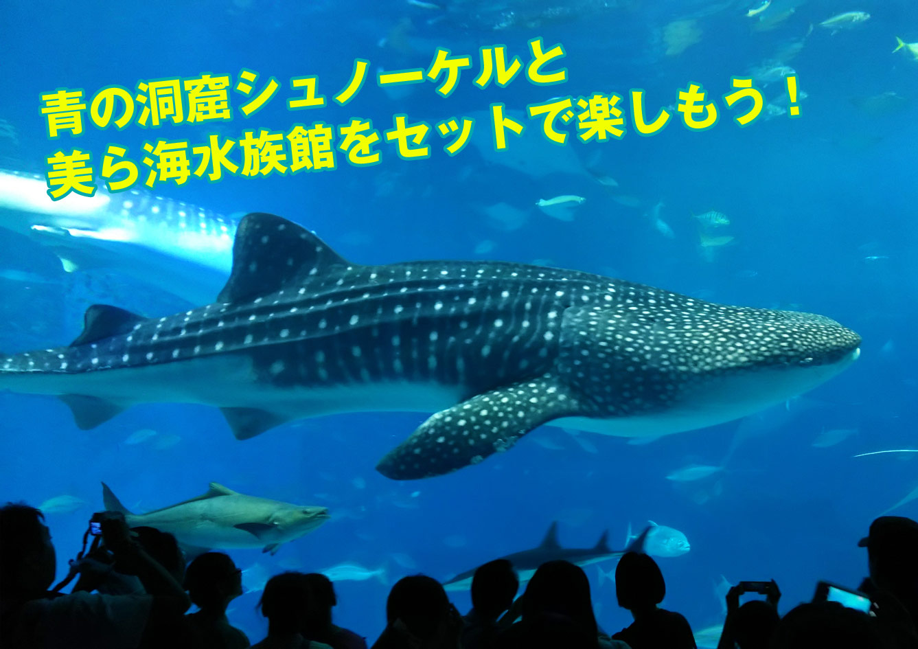 青の洞窟シュノーケリング 沖縄美ら海水族館入館チケット付セットプラン 沖縄青の洞窟シュノーケル ソードフィッシュ